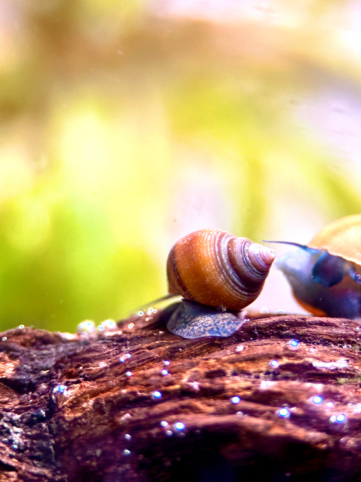Blue Jelly Schnecke (Taia Sp.)