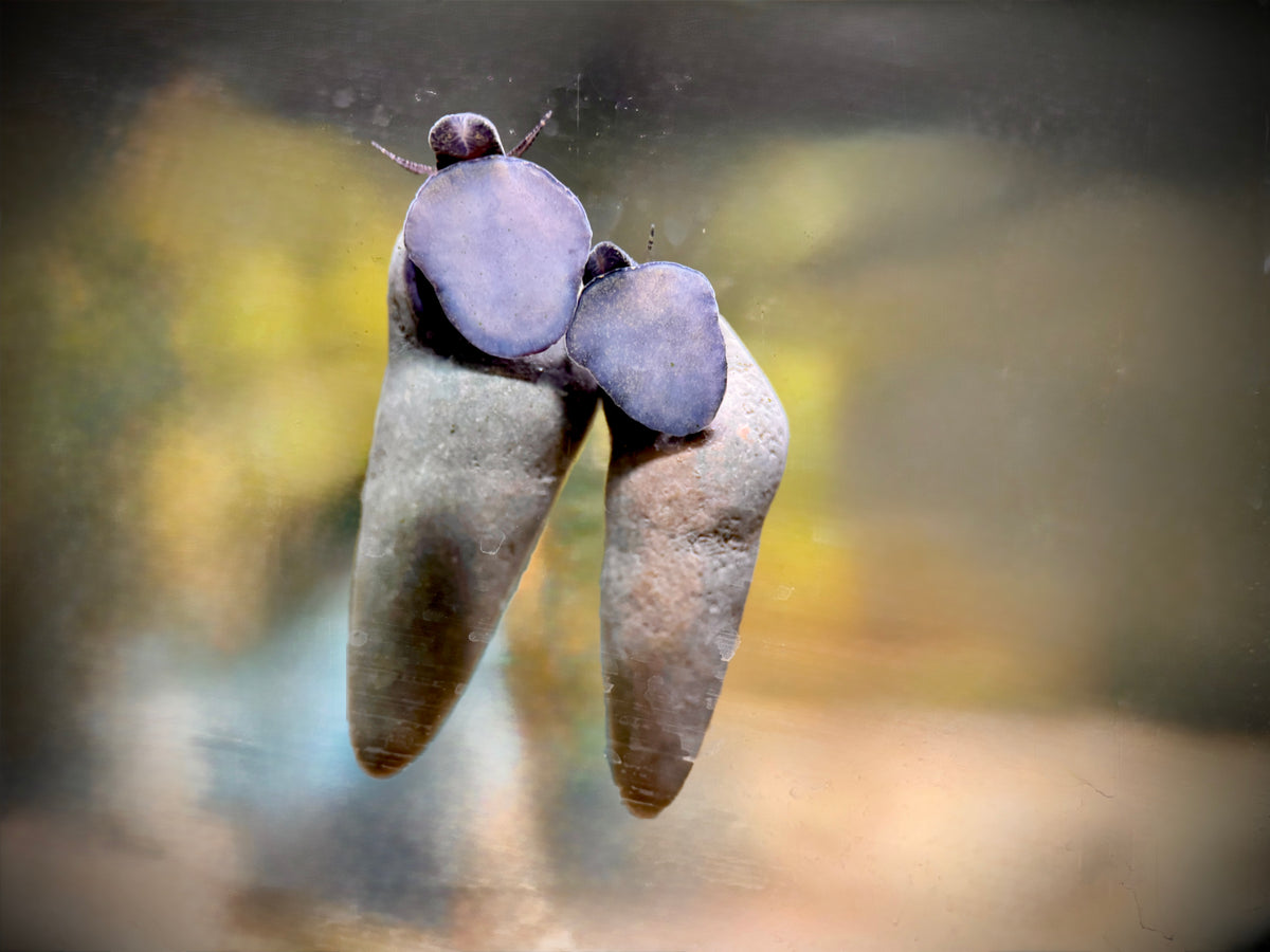 Donnerkeil Schnecke Tylomelania perfecta