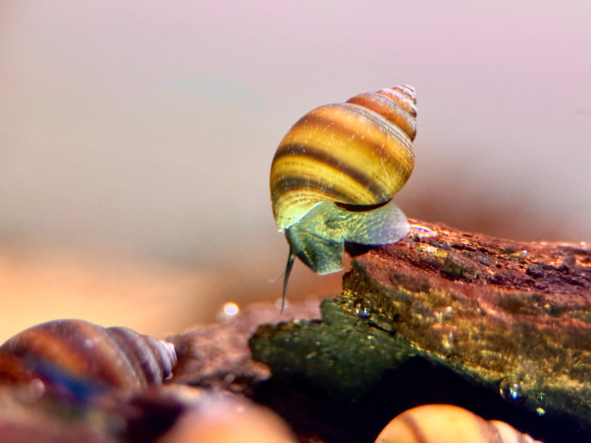 Blue Jelly Schnecke (Taia Sp.)