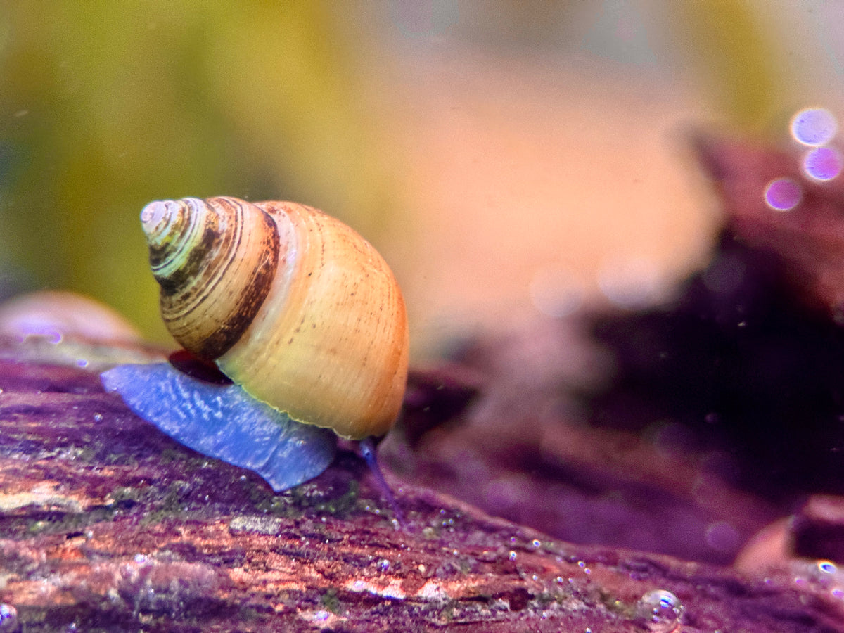 Blue Jelly Schnecke (Taia Sp.)