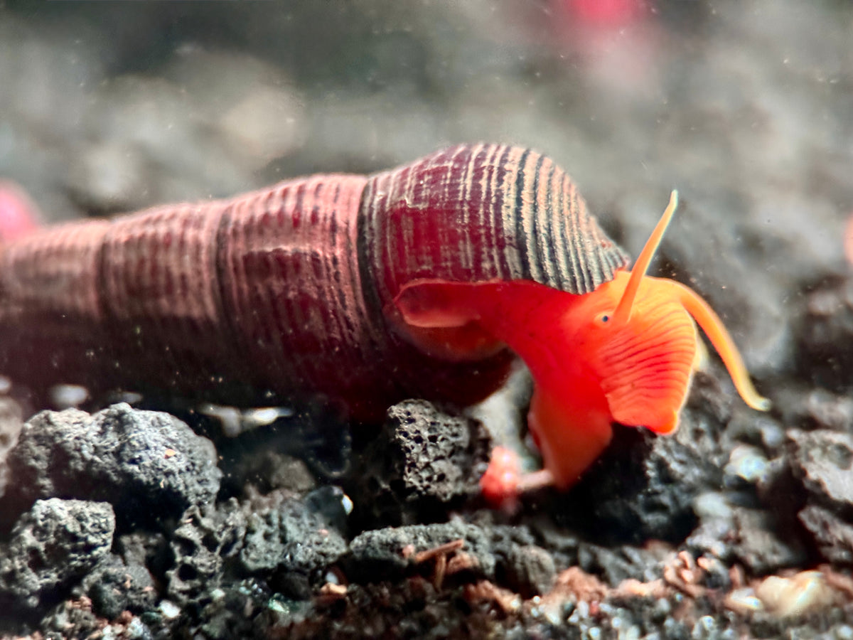 Tylomelania sp. 'orange'