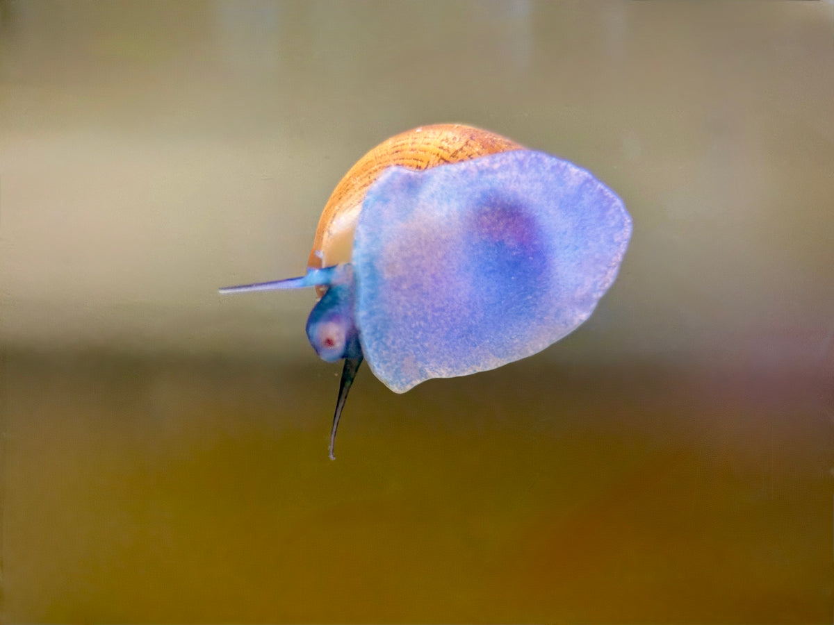 Blue Jelly Schnecke (Taia Sp.)