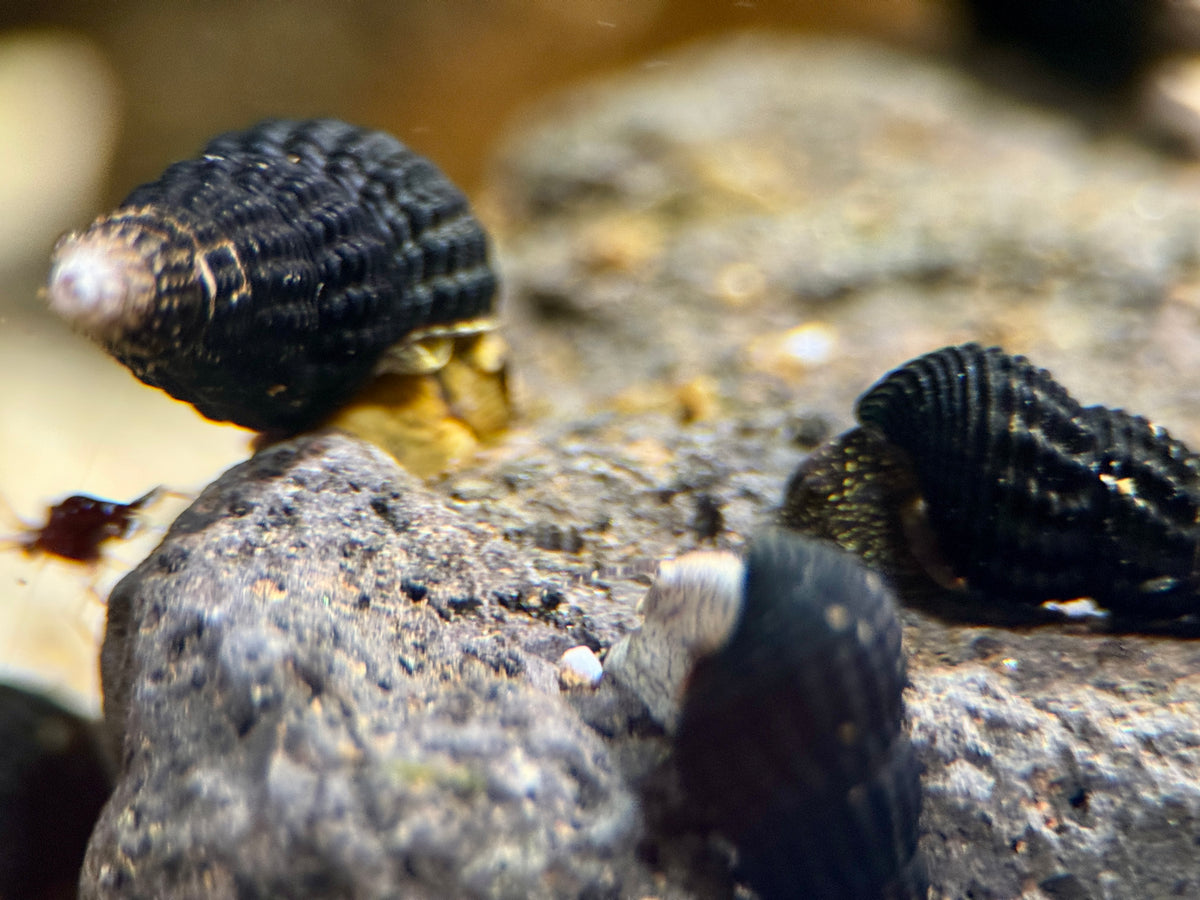 Tylomelania Mini