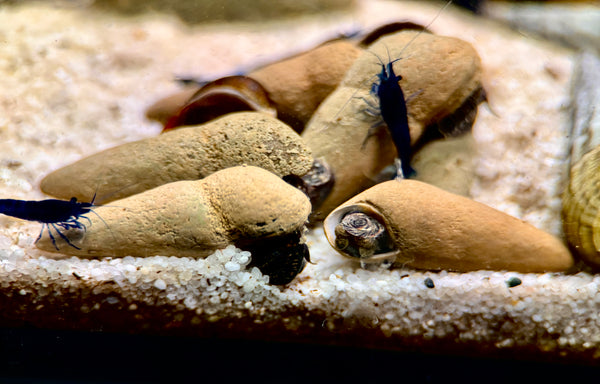 Donnerkeil Schnecke Tylomelania perfecta
