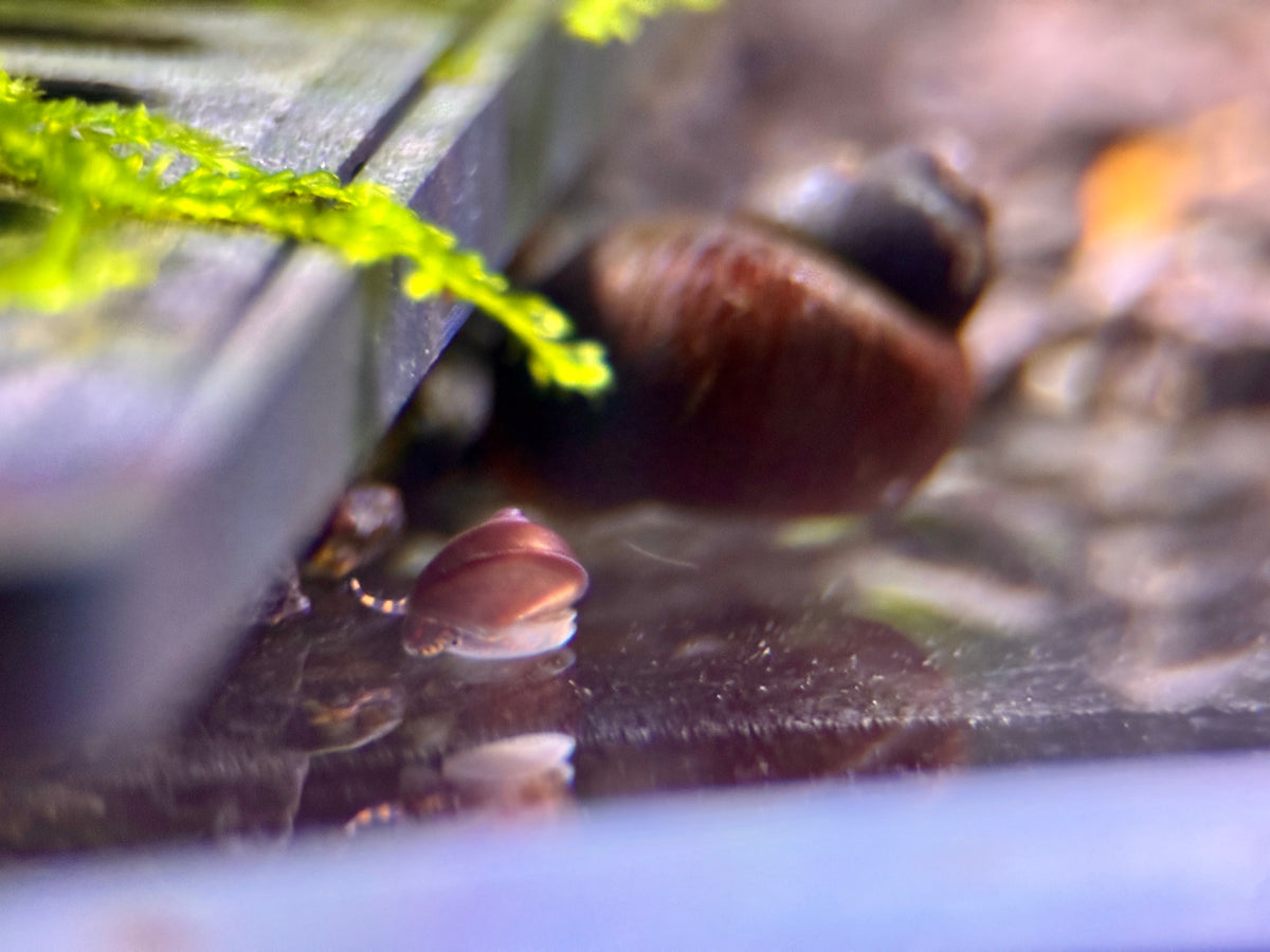 Blueberry Schnecke Notopala Sp.