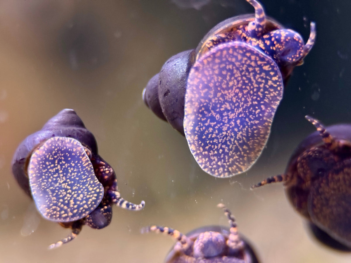 Blueberry Schnecke Notopala Sp.