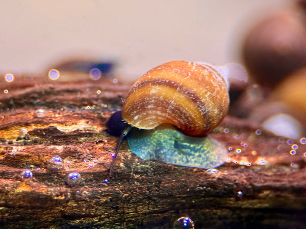 Blue Jelly Schnecke (Taia Sp.)