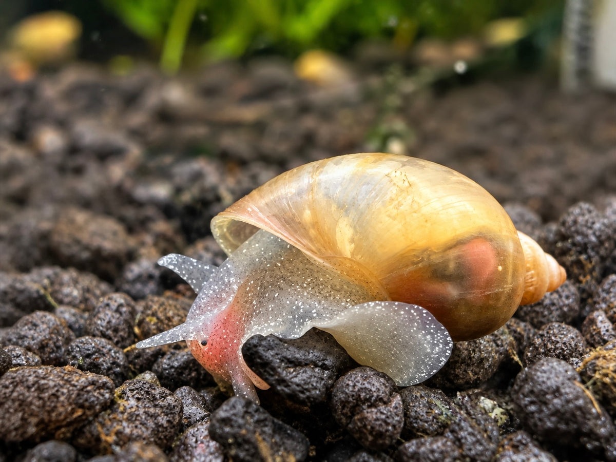 Yodaschnecke – Radix balthica