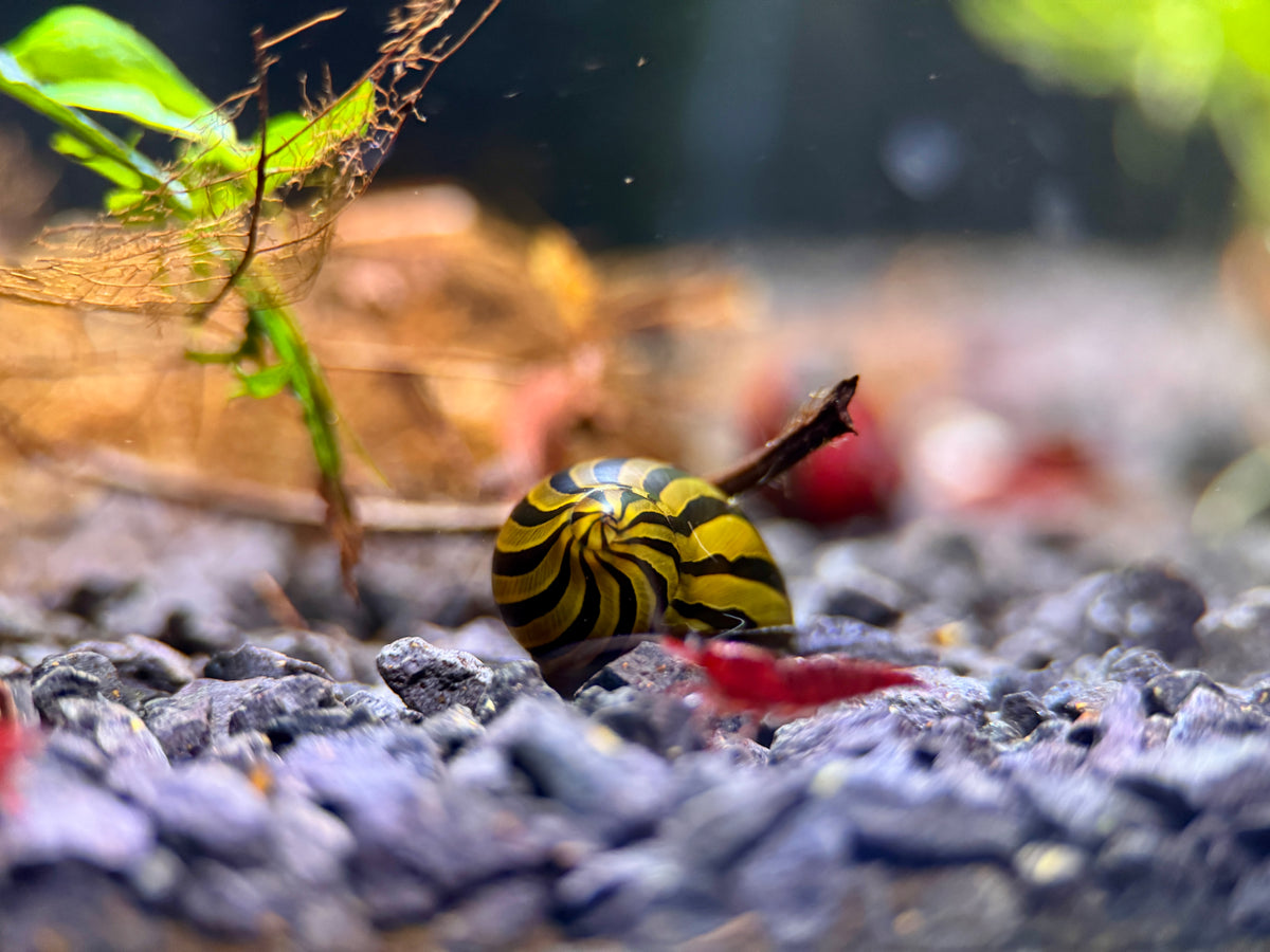 Zebra Rennschnecken