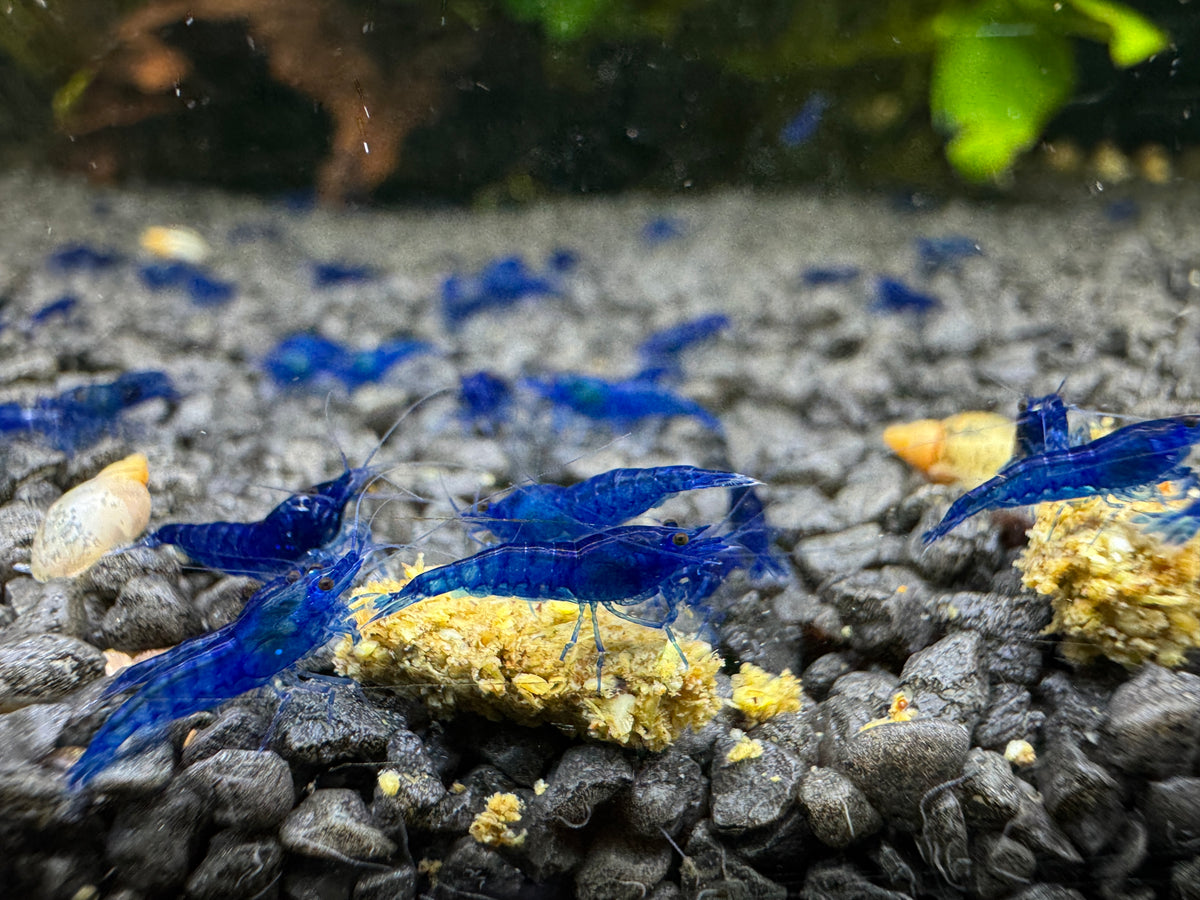Blue Diamond Neocaridina Zwerggarnele DNZ
