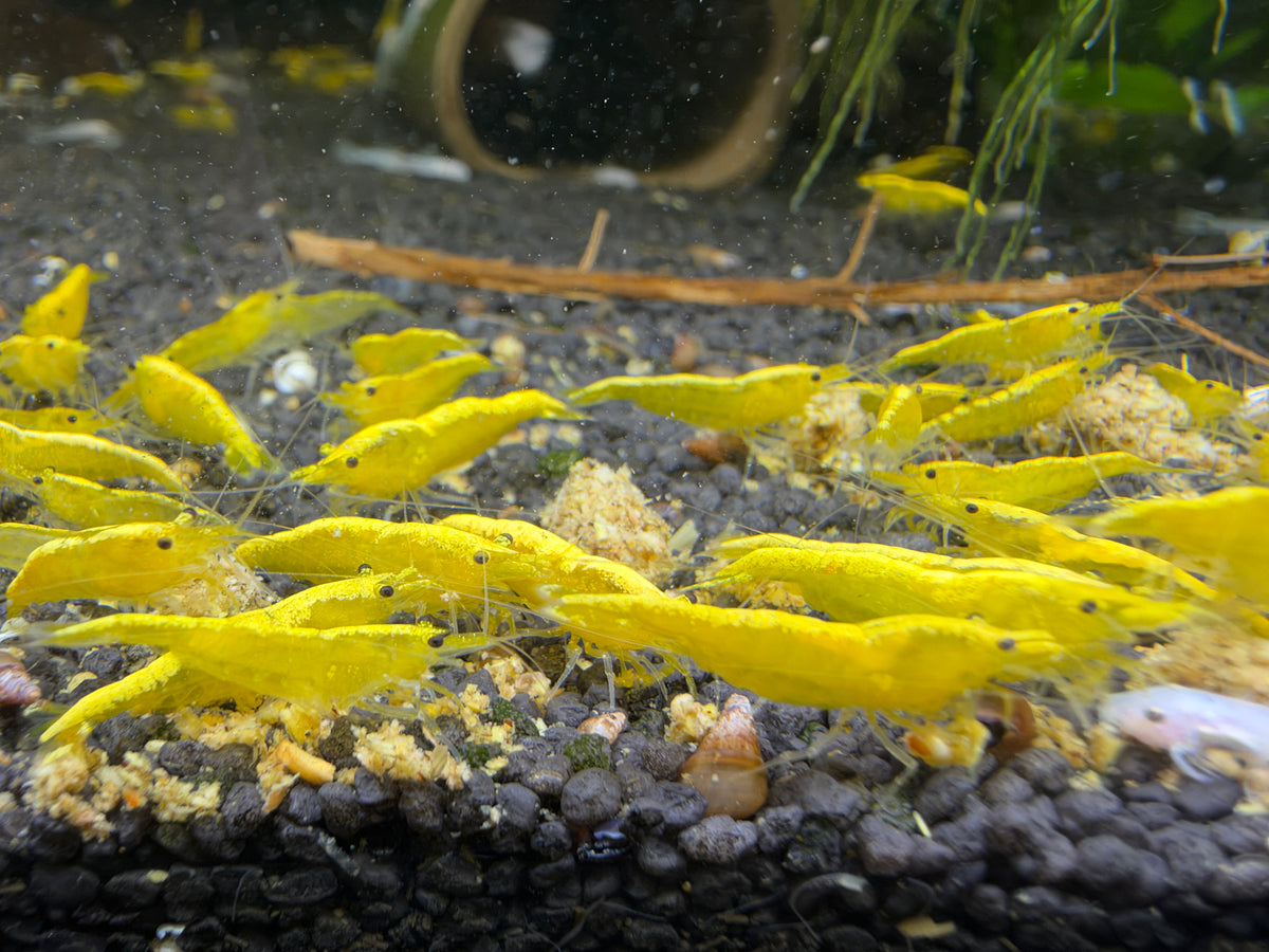 Yellow Fire Neocaridina Zwerggarnele DNZ
