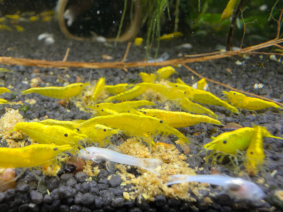 Yellow Fire Neocaridina Zwerggarnele DNZ