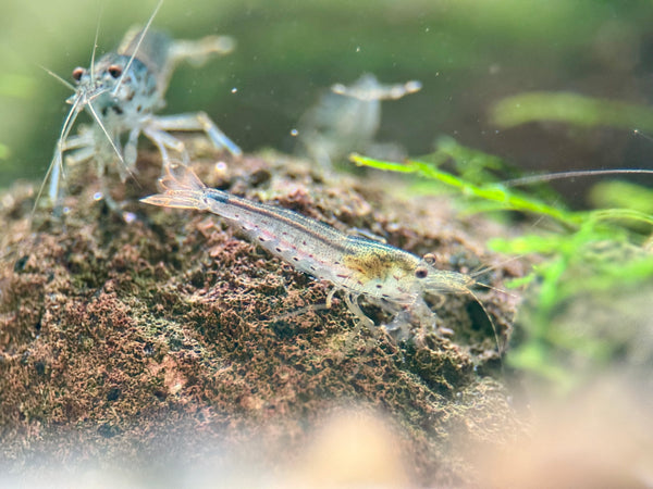 Amano Garnele Caridina DNZ
