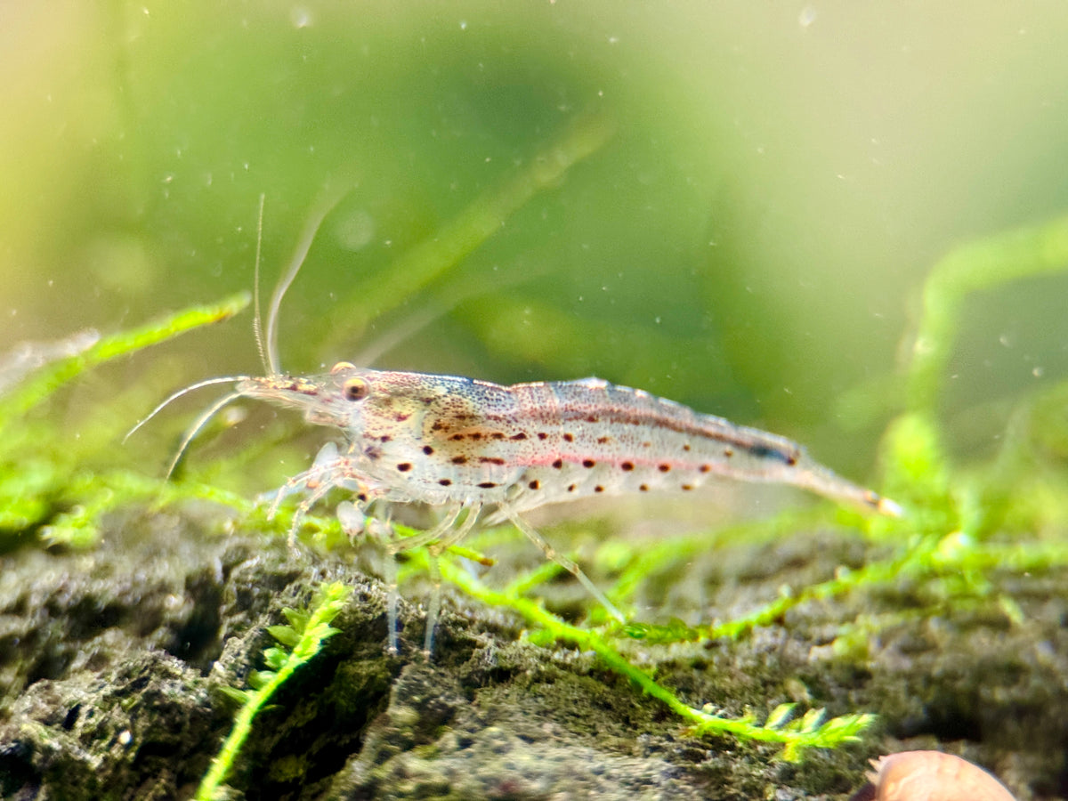 Amano Garnele Caridina DNZ