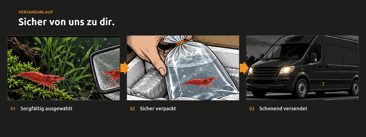 Versandablauf shrimpkutter.business